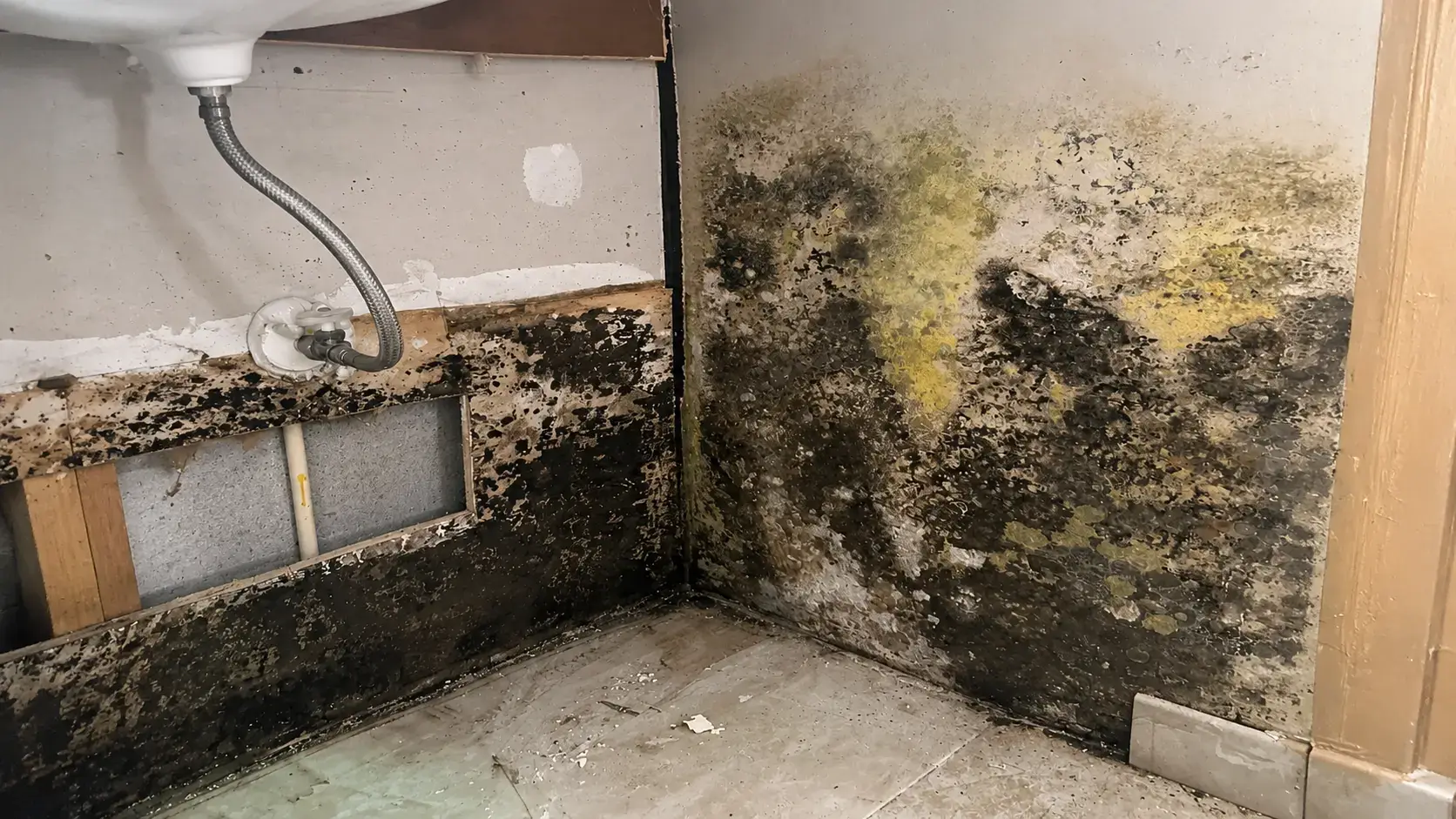 Visible mold requiring professional inspection and removal